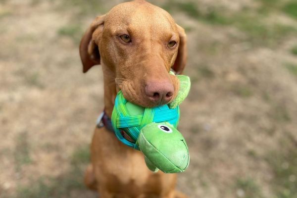 Kika the Hungarian Vizlsa holding her turtle toy in her mouth ready for a game of tug and fetch