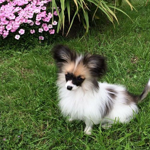 Owner (and breeder), Melanie's, Papillon puppy - by the flowers, just like a butterfly