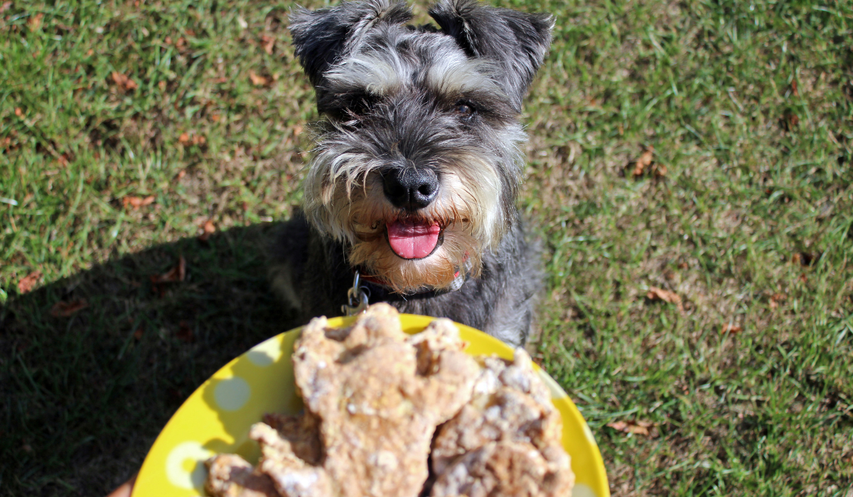 A happy Miniature Schnauzer eagerly awaits a plate of Oatmeal and Apple Biscuits coming their way.