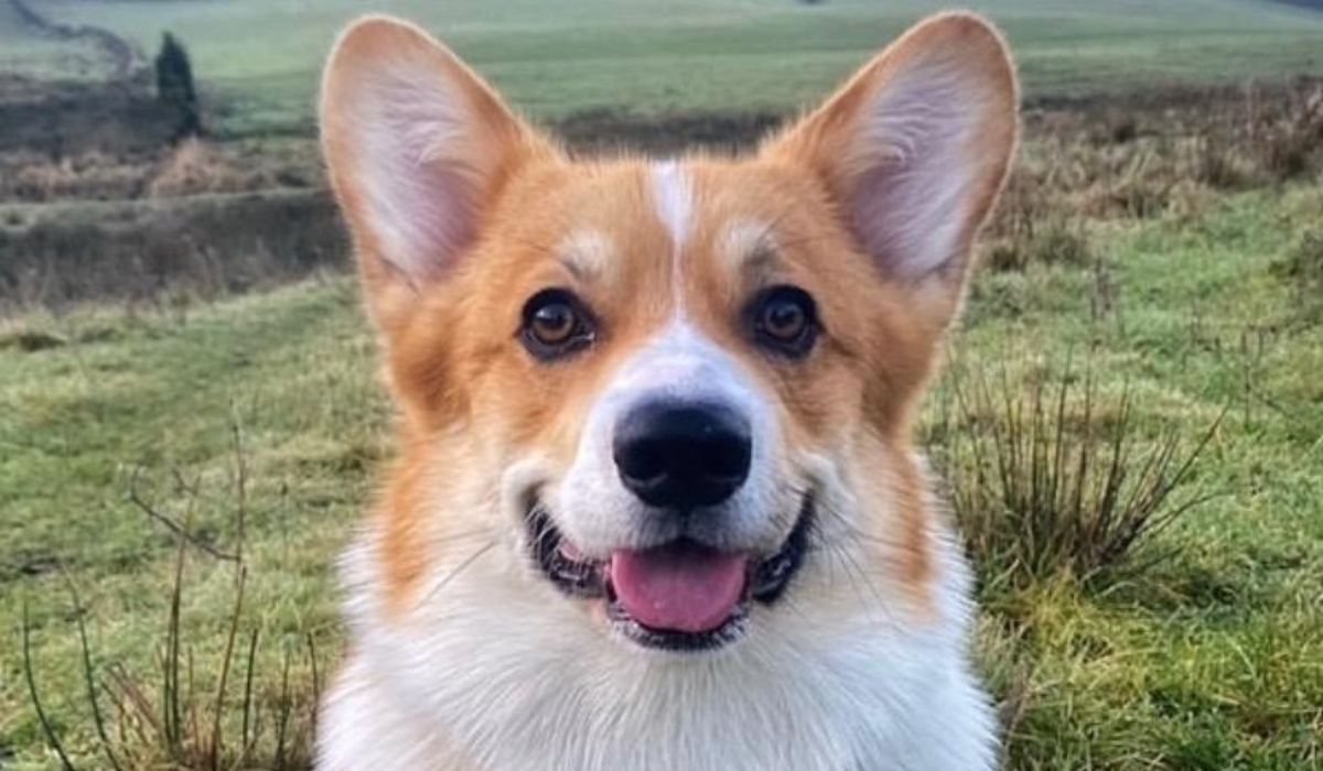A happy Pembroke Welsh Corgi sitting on the moors looking directly at the camera patiently waiting for a treato!