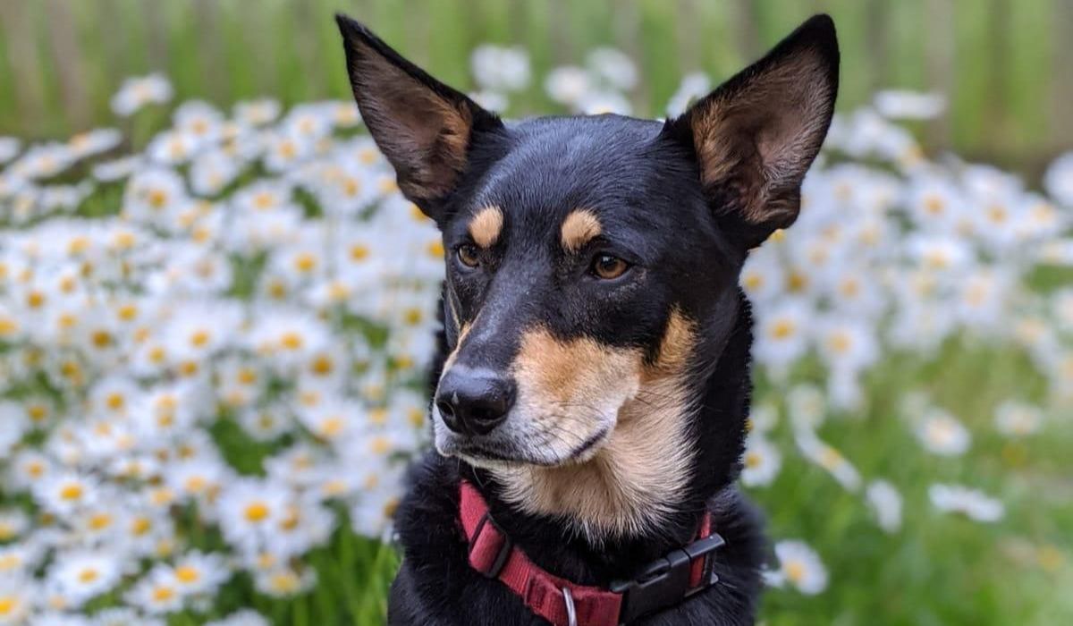 a dog with a red collar with majestic ears standing in a flowery field