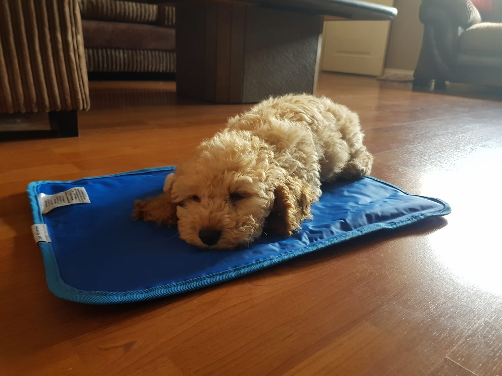 Doggy member Whinnie
