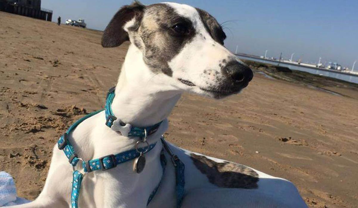 A white and brown sighthound looks off into the distance on a beach