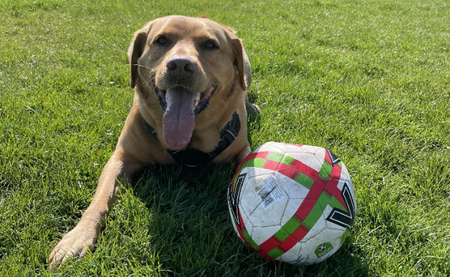 Panting Labrador laying in the grass with a football