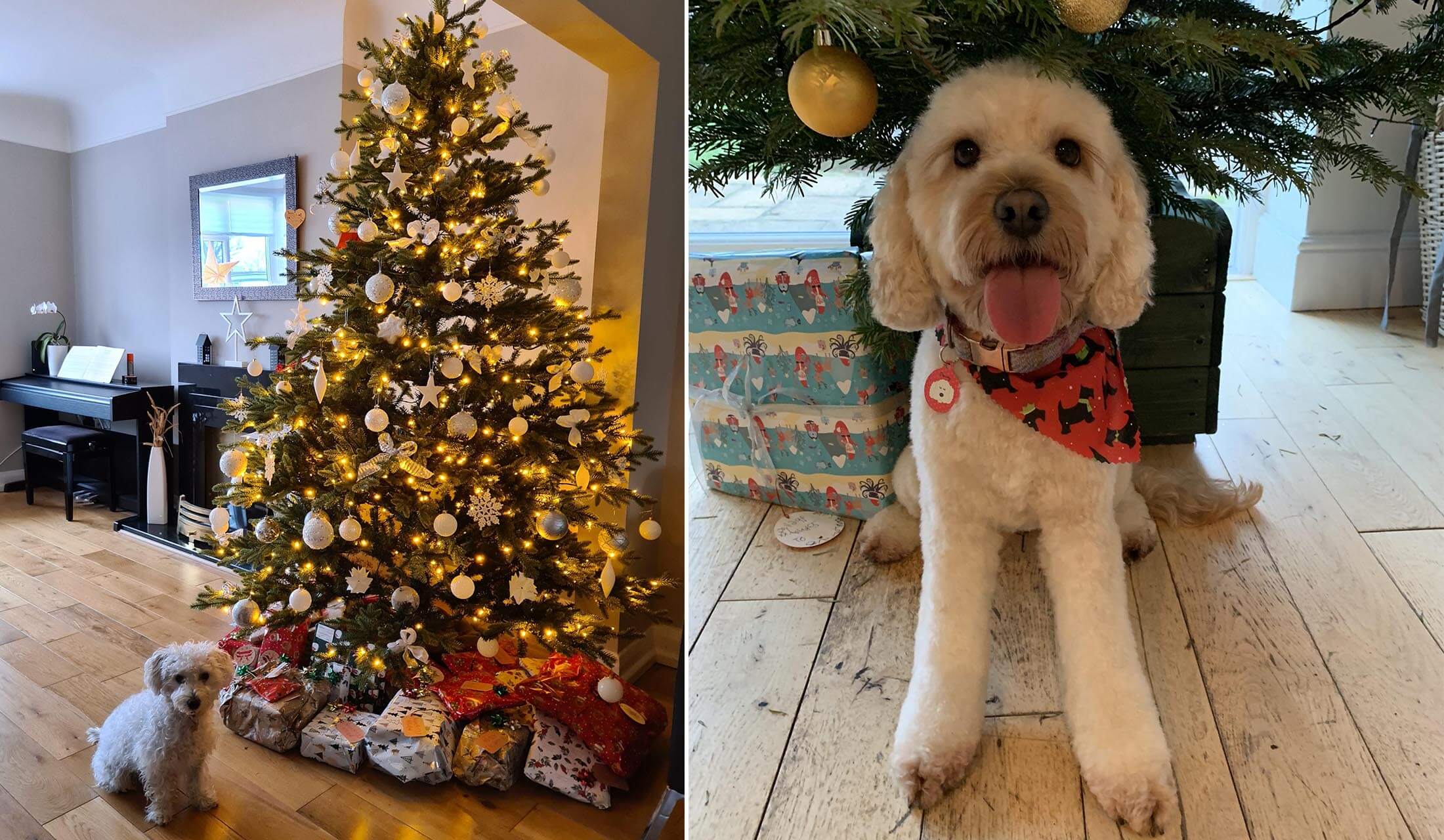 Dog gift guide. Christmas dogs under or by a Christmas tree