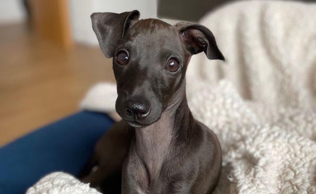 Doggy member Rumi, the Italian Greyhound sat on the sofa surrounded by large fluffy blankets