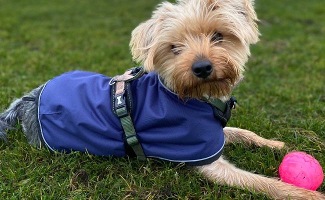 Doggy member Noah, the Yorkshire Terrier resting in the field after a game of ball