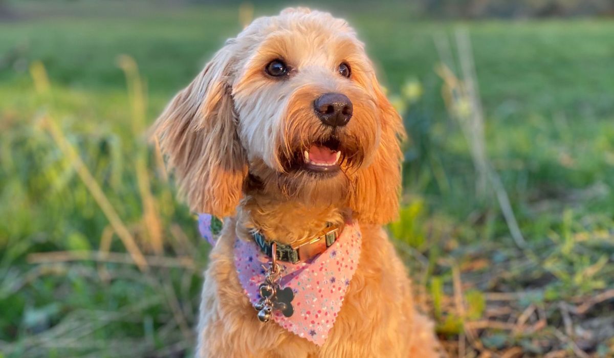 A cute golden pooch wearing a pink floral bandana sitting in the evening sun