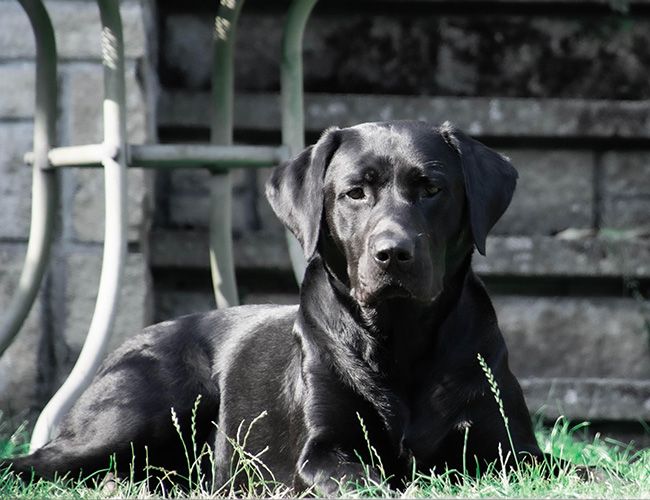 A glossy, short-haired black dog is lying peacefully in a garden