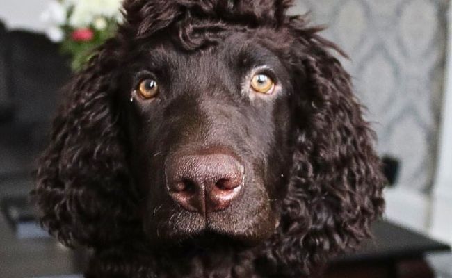Munro, the Irish Water Spaniel sitting at home staring intently at the camera for his treat