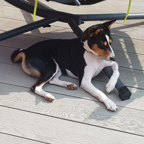 A short-haired dog with a white, black and tan coat lies in the shade of a chair on decking