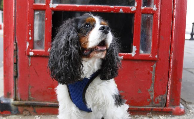 Doggy member Stanley, the Cavalier King Charles Spaniel sitting in front of a red telephone box