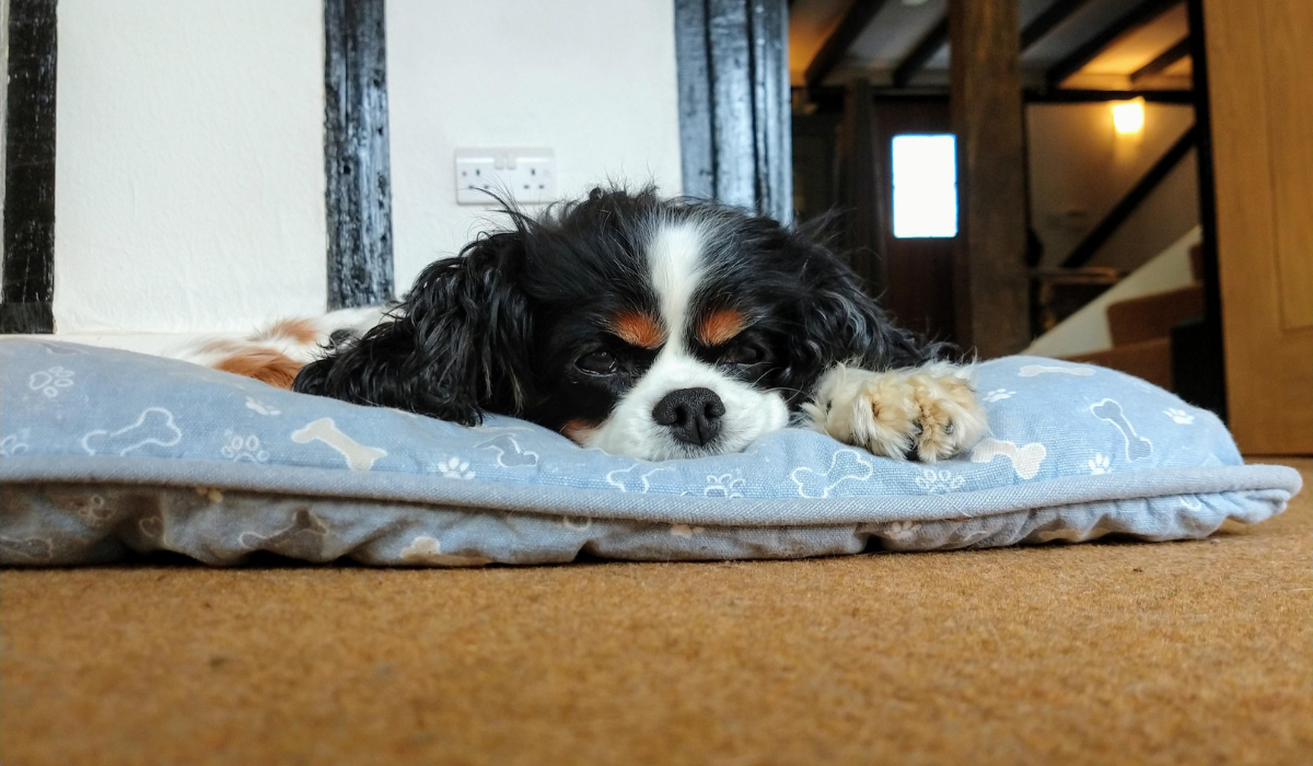 A sweet Cavalier King Charles Spaniel is snoozing on a blue doggy mattress.