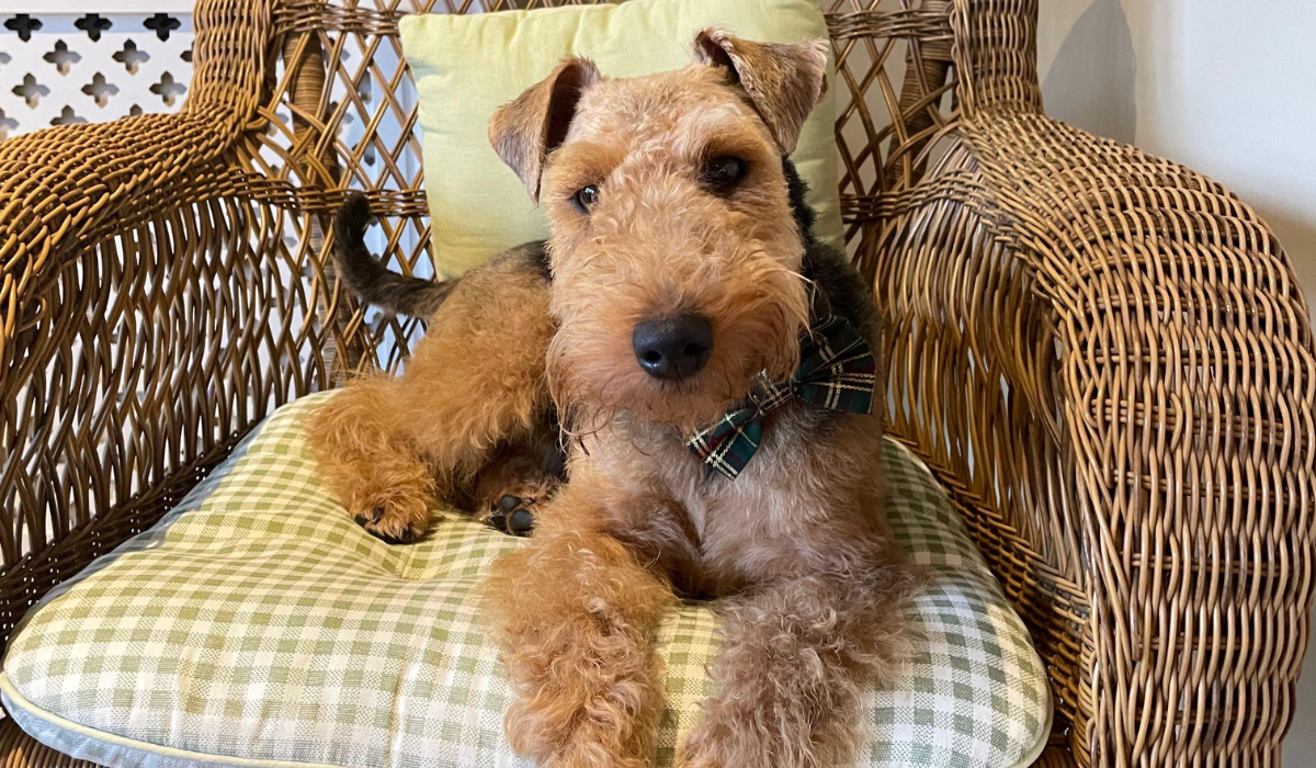 A sweet Welsh Terrier has made themselves comfy on a wicket chair lined with cushions.