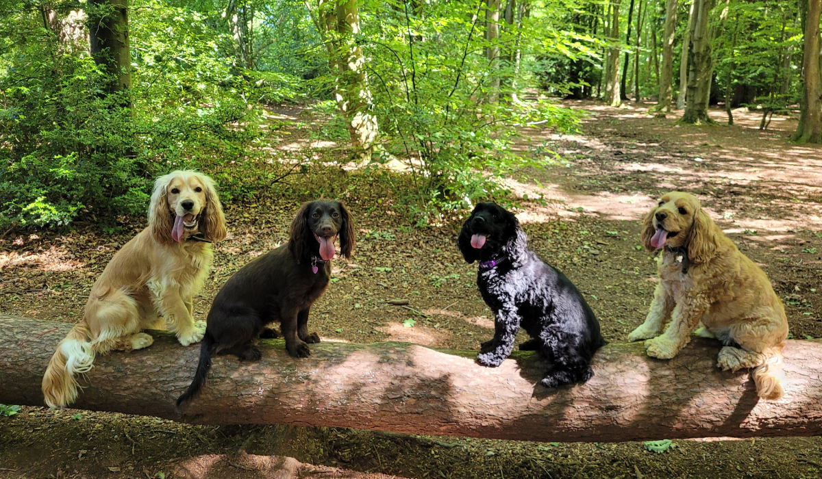 Four happy spaniels enjoying a moments rest, sitting on a long tree that has fallen across a large woodland path. 