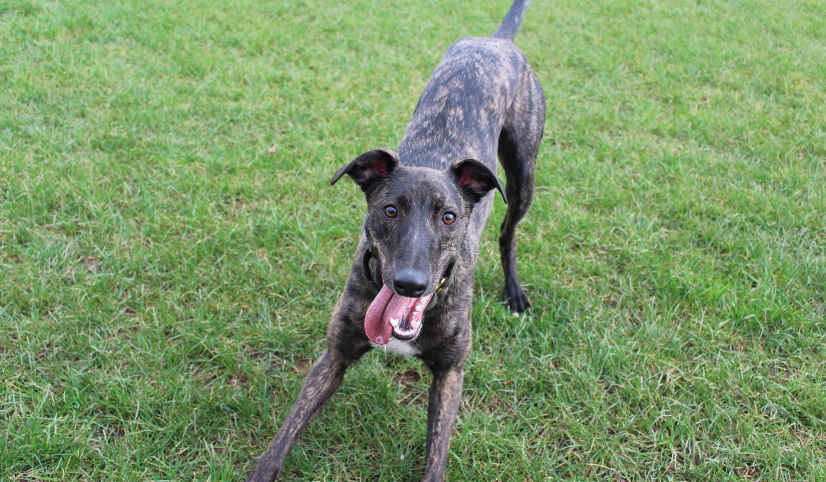 how much exercise does a lurcher need everyday