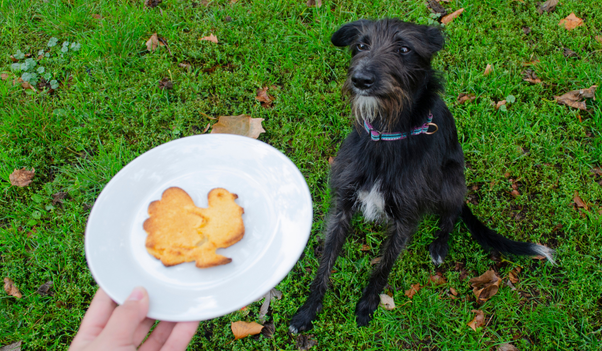 A gorgeous black dog with a little white beard, a white chest and tip of the tail desperately waits for the yummy biscuit, shaped as a turkey, coming their way.