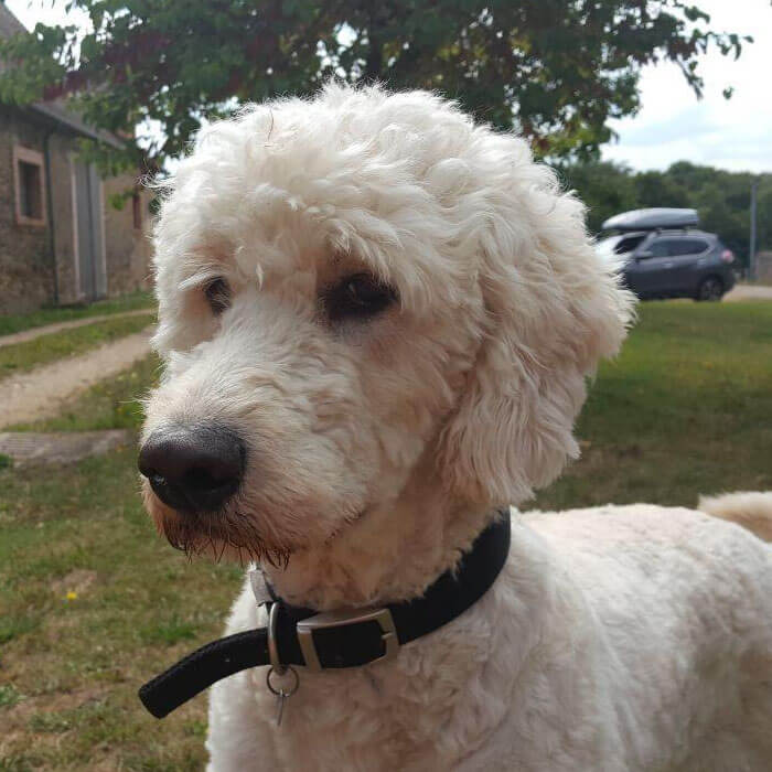 Baxter is standing in a residential area. He's a large dog with has a pale, curly coat.