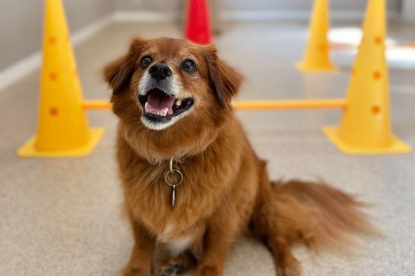 Chester the Tibetan Spaniel sitting proudly in front of his indoor agility course