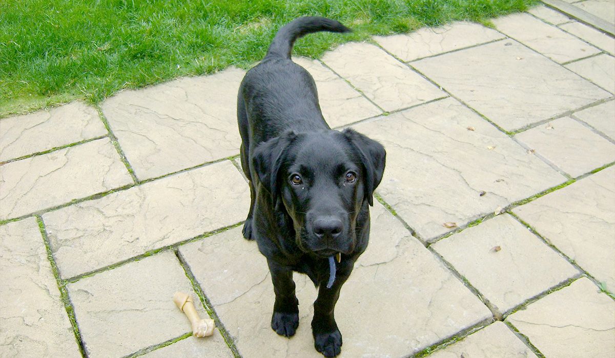 A handsome black lab with a glossy coat stands in a garden looking at the camera and wagging his tail