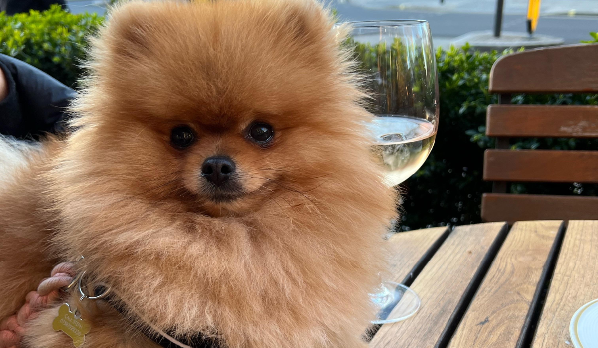A gorgeous, golden Pomeranian is sitting on their owner at an outdoor table, with a large glass of wine beside them.