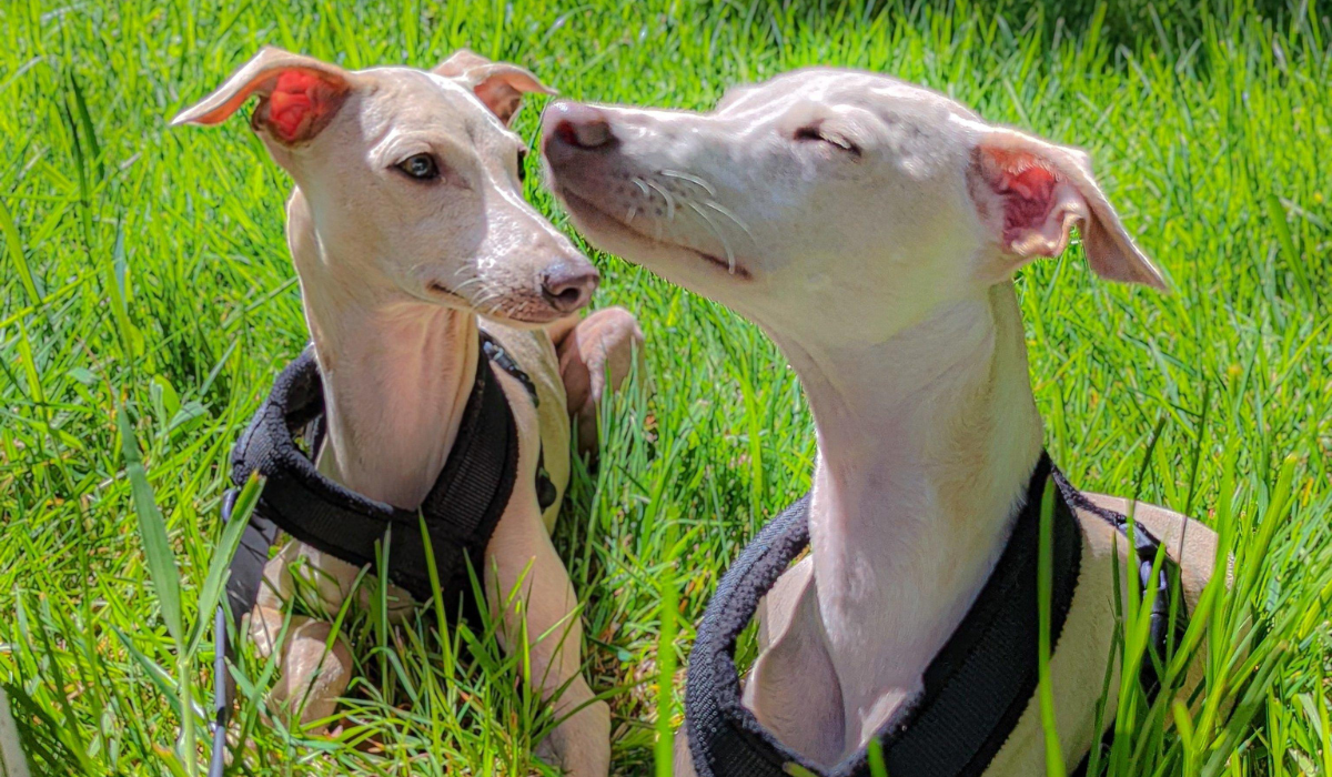 Two beige Italian Greyhounds, enjoying the afternoon sun lying down in the long grass.