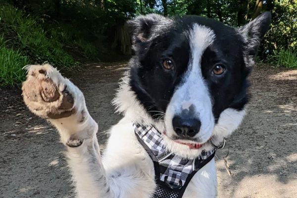 Katie the Border Collie waving a paw to the camera on a walkies
