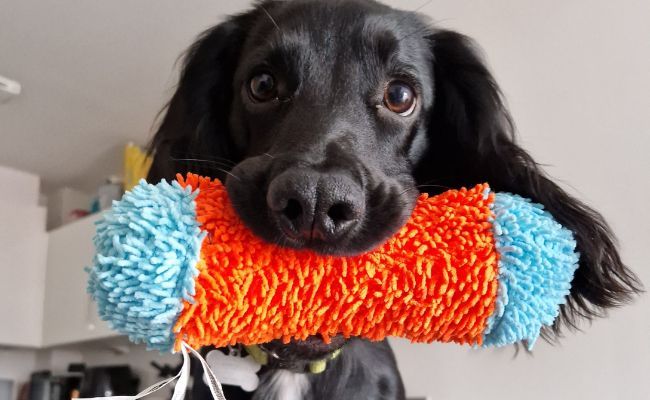 Doggy member Robin, the Cocker Spaniel, holding a plush, orange and blue toy eagerly awaiting to play