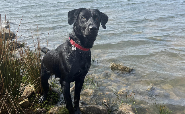A black dog is waiting eagerly on a rocky shoreline after a refreshing dip in the sea.