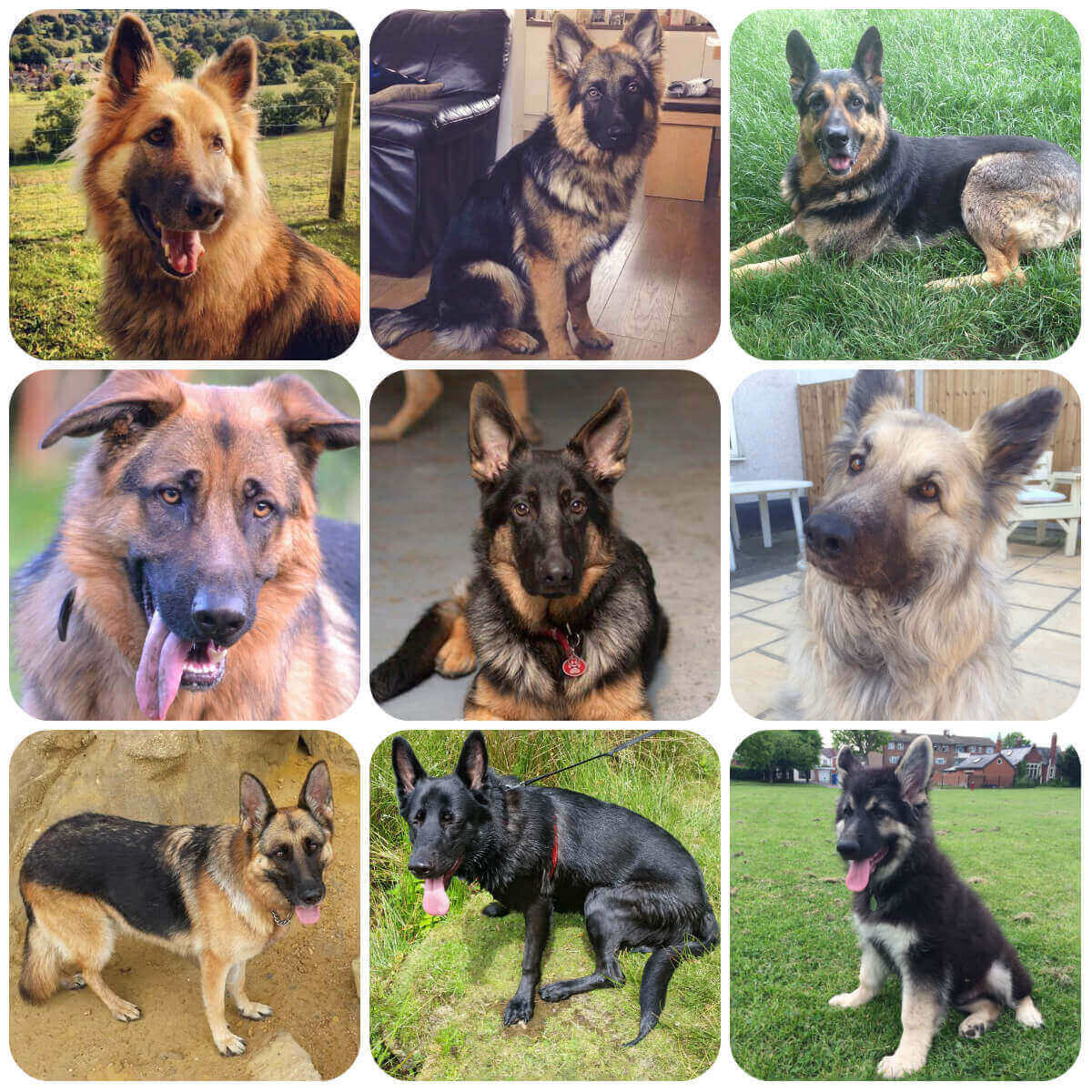 9 images of German Shepherd Dogs