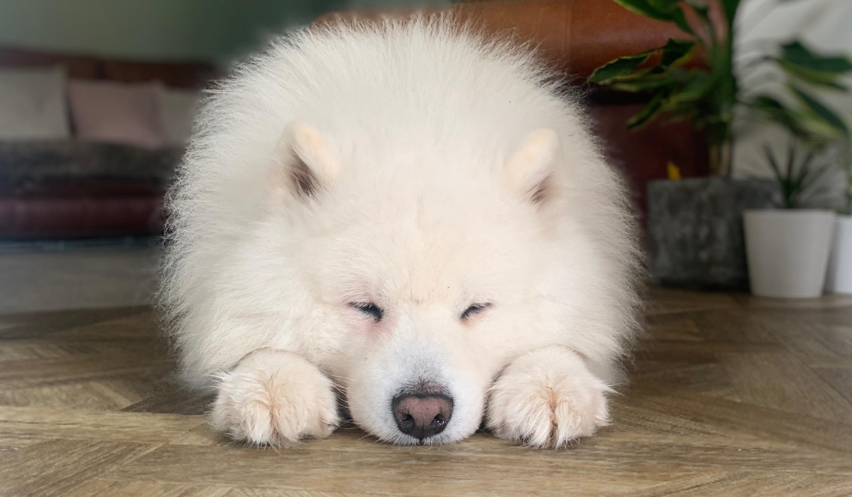A white Samoyed is sleeping peacefully on the living room floor.