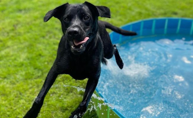 Ozzy the Labrador Retriever springing out of the paddling pool and making a splash!