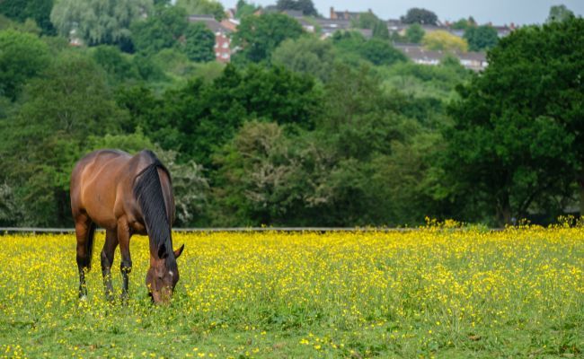 A horse grazing in a field at Woodgate Valley Country Park, Birmingham