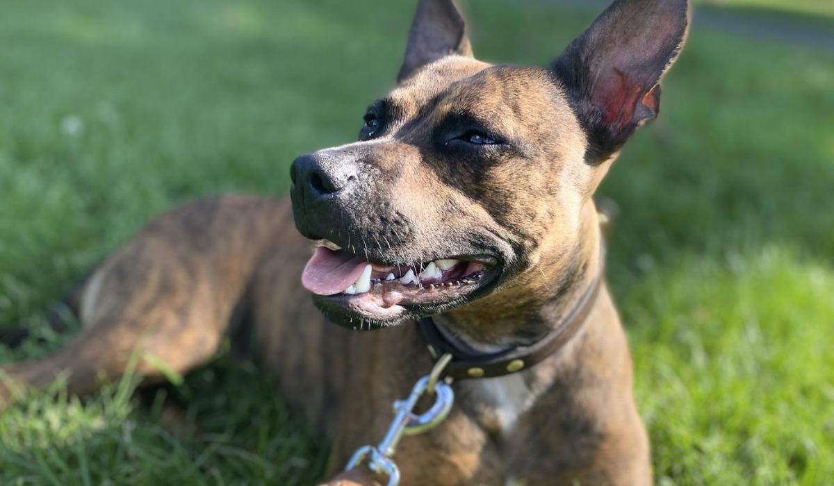 A majestic Staffordshire Bull Terrier sits in the grass enjoying the evening sun, attached to their lead.