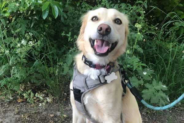 Hana the Cross Breed on lead sitting on a woodland walk, smiling at the camera waiting for a treato