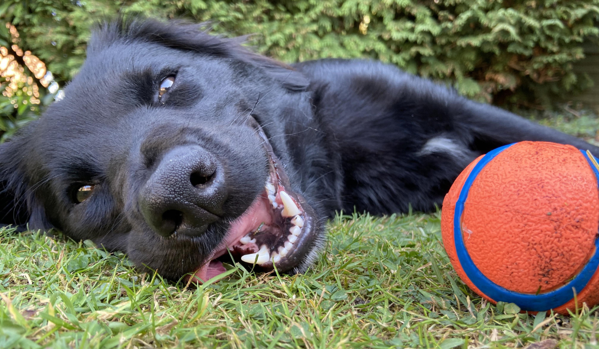 A beautiful black dog looks happy and tired after a fun game with his orange ball.