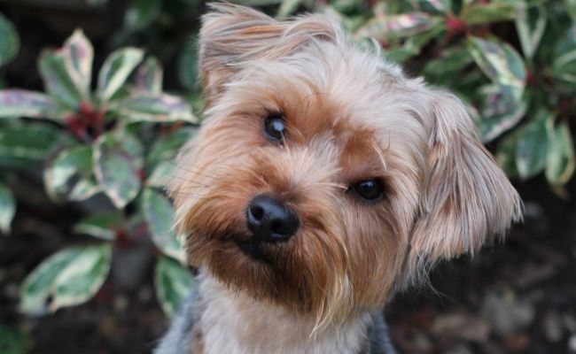 Murphy, the Yorkshire Terrier