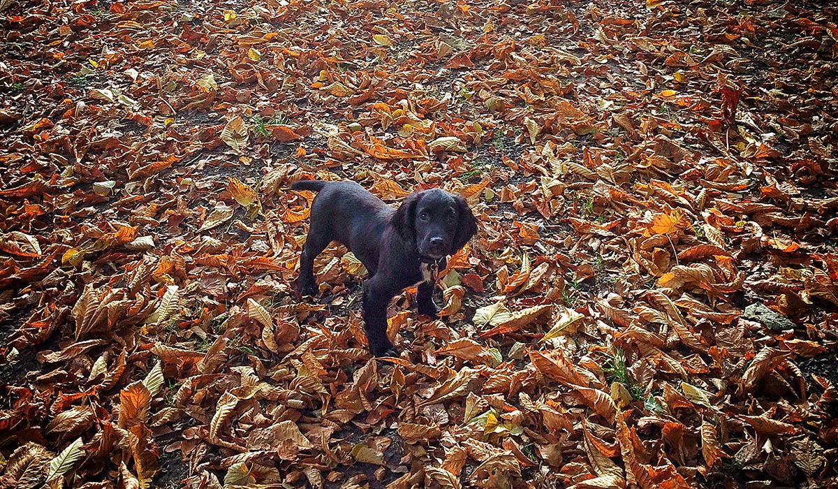 a black dog on a forest floor full of brown fallen leaves
