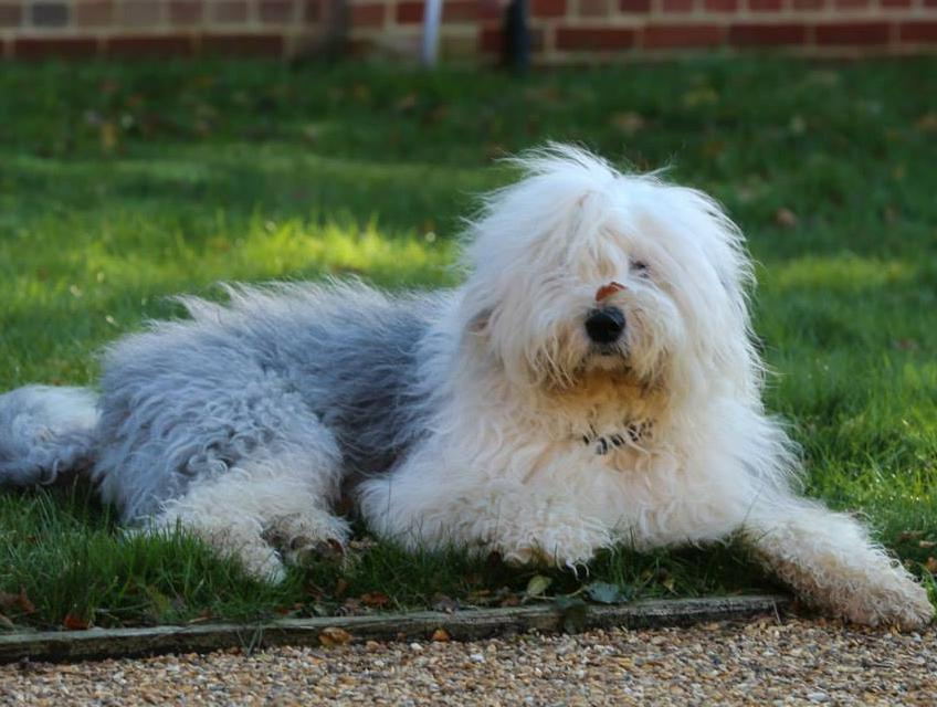 Rocco is white, grey and fluffy. He's lying on grass in dappled shade in a garden.
