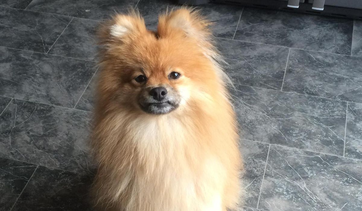 Doggy member Bear, the Pomeranian, sitting on the kitchen floor hoping a scrap of food will fall