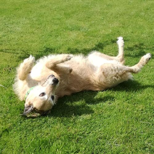 A slim dog with a rough, pale coat is rolling her back in the grass