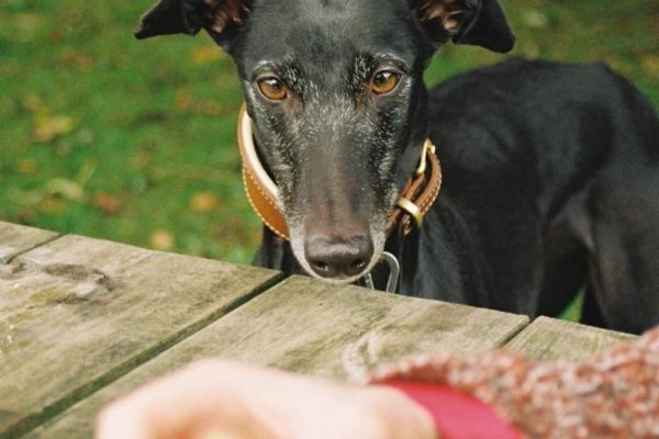 Duchess the Greyhound has her eyes intently on the food on the picnic table
