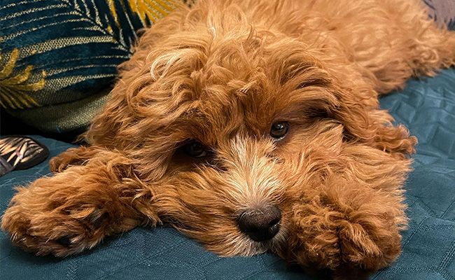 A ginger dog with curly hair lies flat out on a sofa looking at the camera