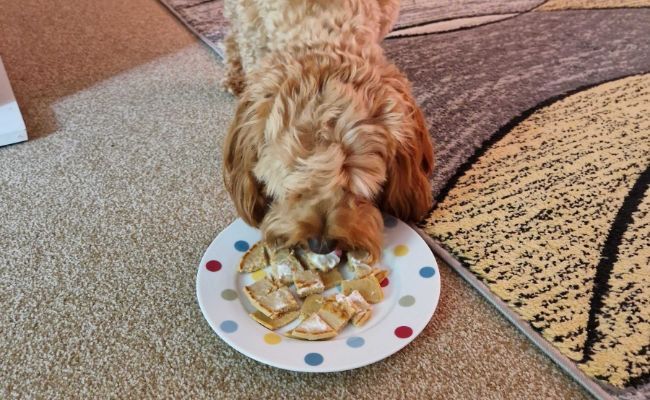 Willow the Cockapoo eating her pancakes with a drop of yoghurt on them