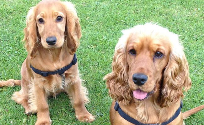 Two blonde spaniels sit on grass