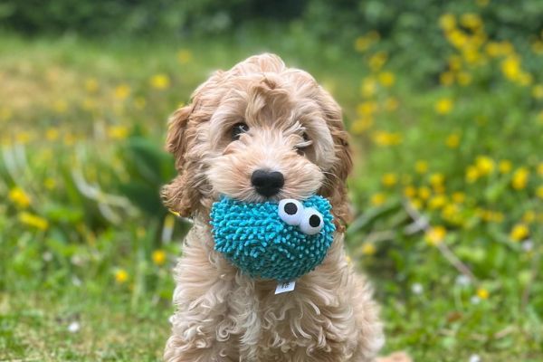 Willow, the Cockapoo, with a blue fetching puppy toy