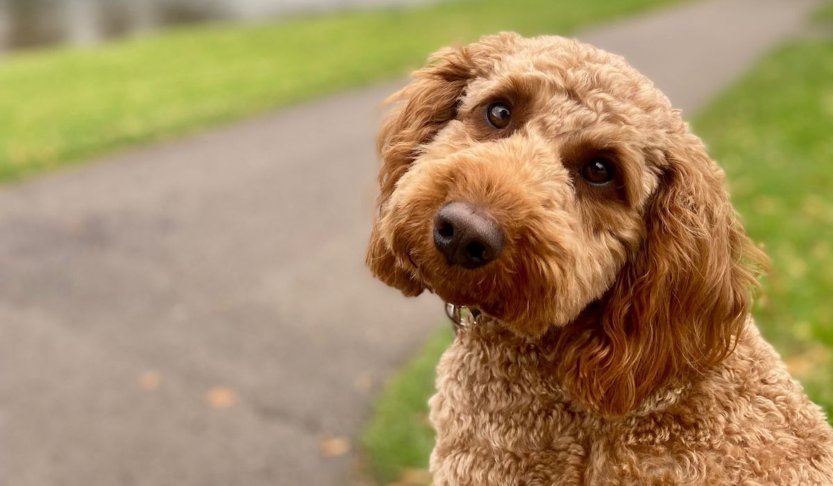 A sweet Cockapoo looking back with adoring eyes