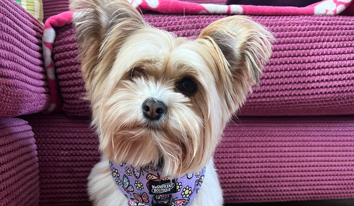 Doggy member Bella, the Chorkie, sitting pretty wearing a purple harness in front of a bright pink sofa