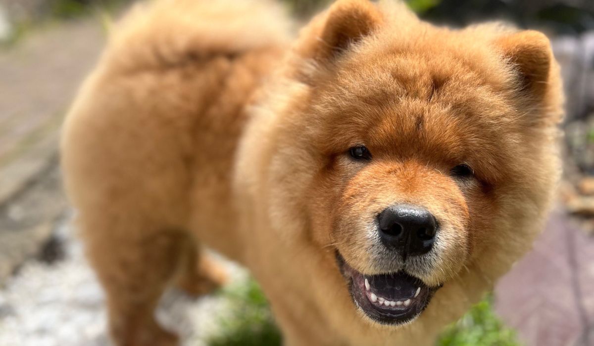 A chow outlet puppy