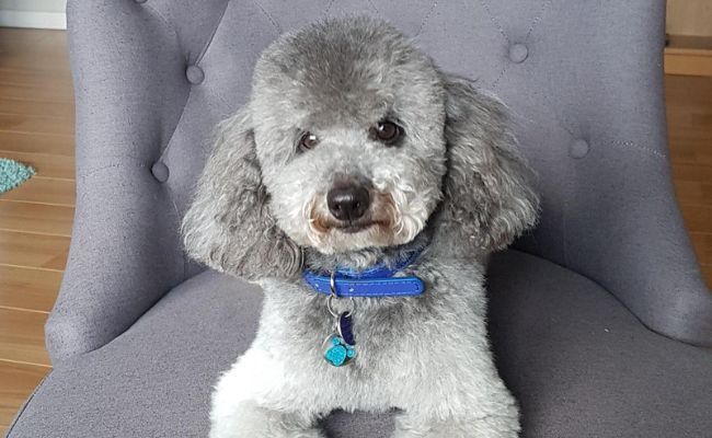 Lucky, the miniature poodle